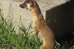 Long Tailed Weasel