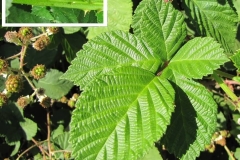 Himalayan Blackberry