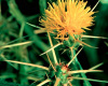 Yellow Star Thistle