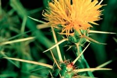 Yellow Star Thistle