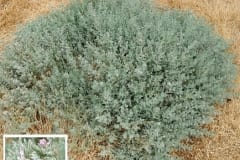 Alkali Heath