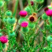 Bull Thistle