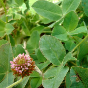 Clover