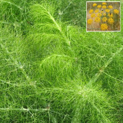 Fennel