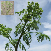 Poison Hemlock
