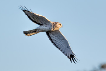 Northern Harrier