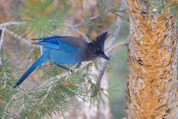Steller's Jay