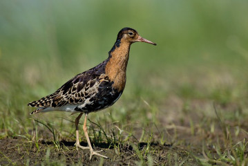 Ruff