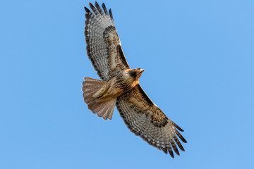 Red-tailed Hawk