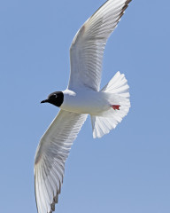 Bonaparte's Gull