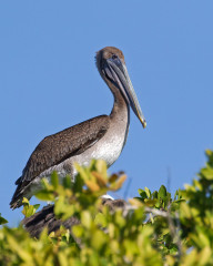 Brown Pelican