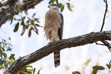 Cooper's Hawk