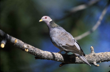 Band-tailed Pigeon