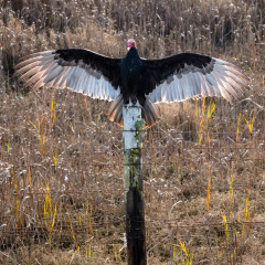 Turkey Vulture