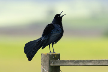 Great-tailed Grackle
