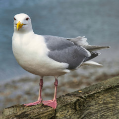 Herring Gull