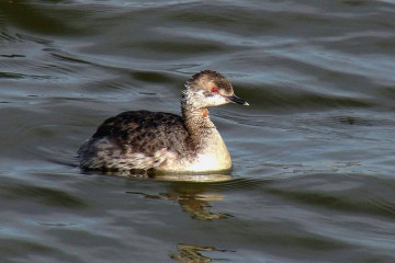 Horned grebe