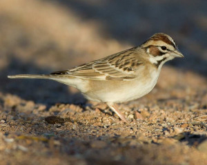 Lark Sparrow