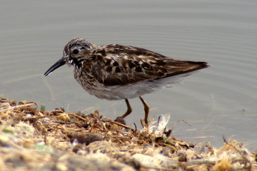 Least Sandpiper