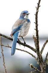 California Scrub-Jay