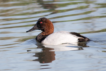 Canvasback