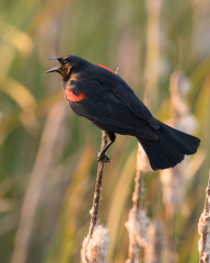 Red-winged Blackbird