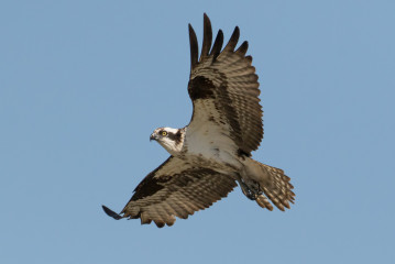 Osprey