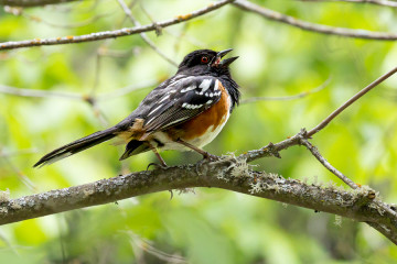 Spotted Towhee