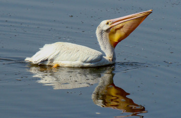 American White Pelican