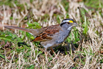 White-throated Sparrow