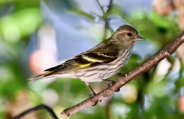 Pine Siskin