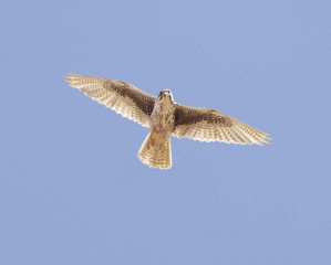 Prairie Falcon
