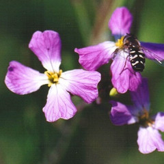 Wild Radish