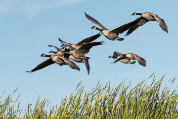 Canada Goose
