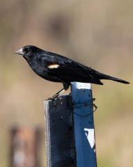 Tri-colored Blackbird