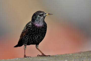 European Starling