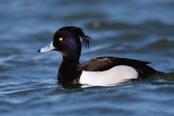 Tufted Duck