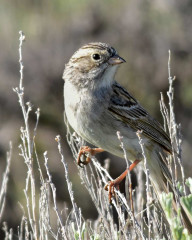 Brewer’s Sparrow