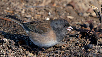 Dark-eyed Junco