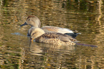 Gadwall