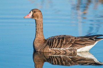Greater White-fronted goose