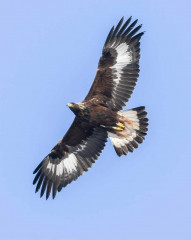 Golden Eagle