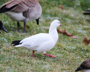 Ross's Goose