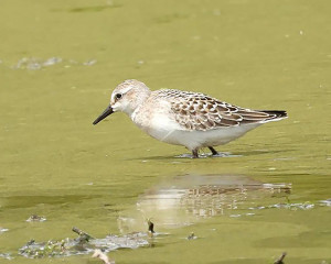 Semipalmated Sandpiper