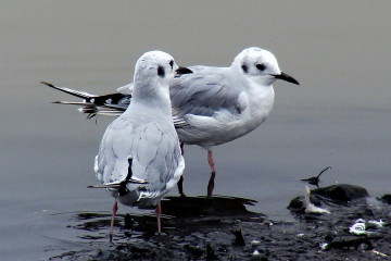 Bonaparte's Gull, non-breeding