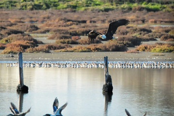 Bald Eagle