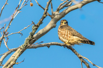 Merlin