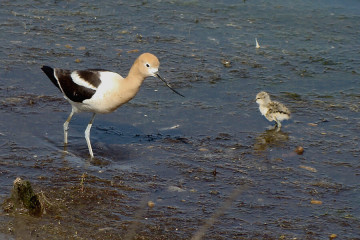 American Avocet and chick