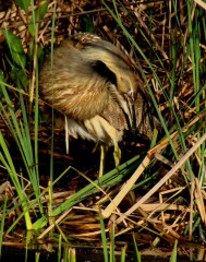 American Bittern