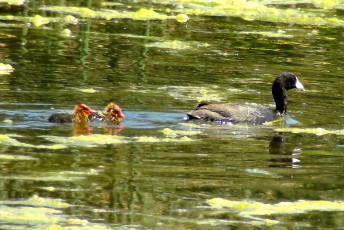 American Coot, followed by chicks